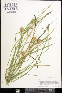 Carex squarrosa image