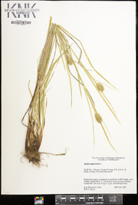 Carex squarrosa image