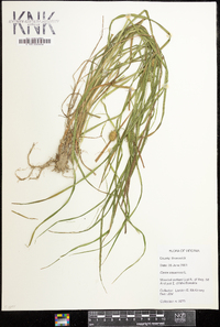 Carex squarrosa image