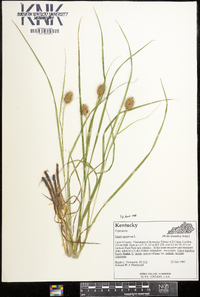 Carex squarrosa image