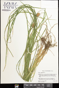 Carex squarrosa image