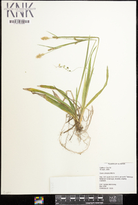 Carex striatula image