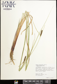 Carex striata image