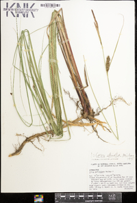 Carex striata image