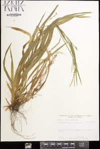 Carex striatula image