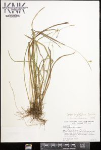 Carex styloflexa image