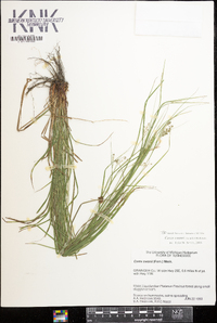 Carex swanii image