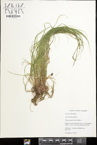 Carex swanii image