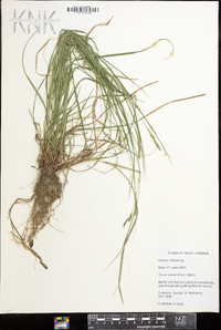 Carex swanii image