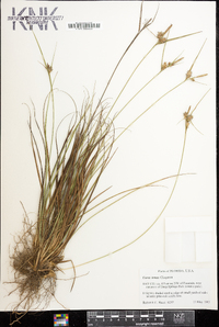 Carex tenax image