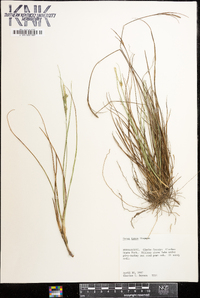 Carex tenax image