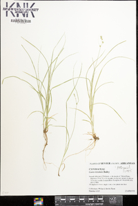 Carex texensis image