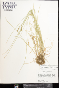 Carex texensis image