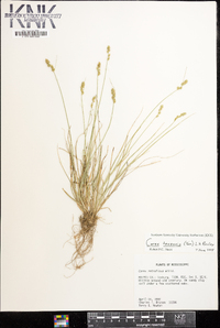 Carex texensis image