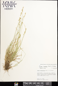 Carex texensis image