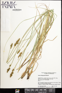 Carex triangularis image