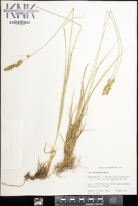 Carex triangularis image