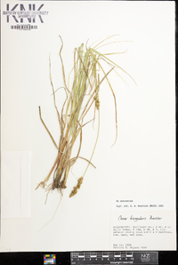 Carex triangularis image