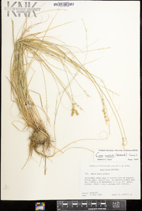 Carex radiata image