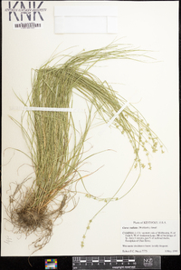 Carex radiata image