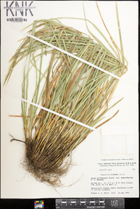 Carex superata image