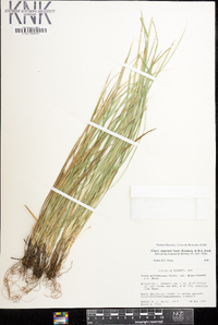 Carex superata image