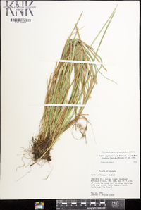 Carex superata image