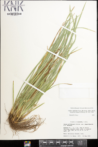 Carex superata image