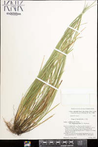 Carex superata image