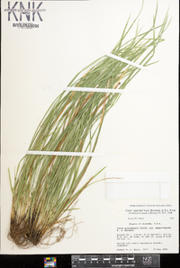 Carex superata image