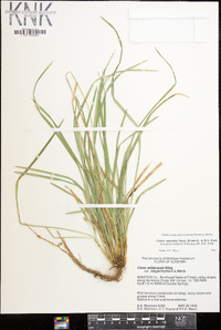 Carex superata image