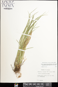 Carex superata image