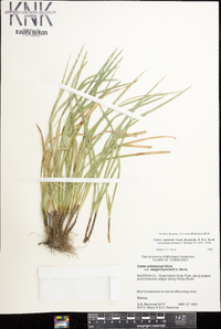 Carex superata image