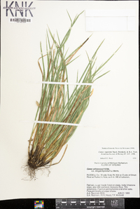 Carex superata image