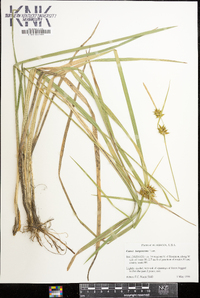 Carex turgescens image