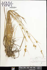 Carex turgescens image