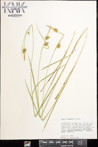 Carex turgescens image