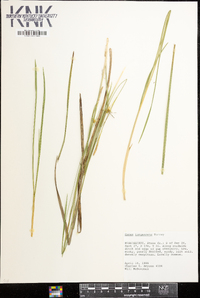 Carex turgescens image