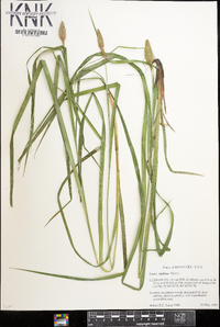 Carex typhina image