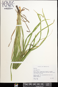 Carex typhina image