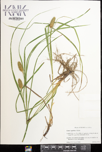 Carex typhina image