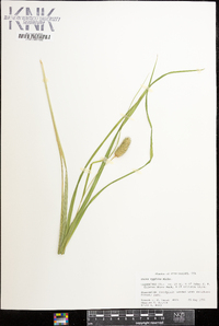 Carex typhina image