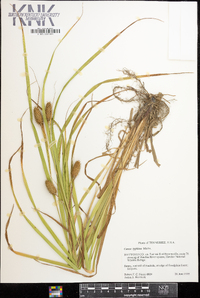 Carex typhina image