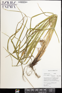 Carex typhina image