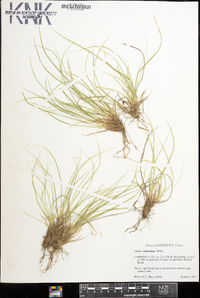 Carex umbellata image