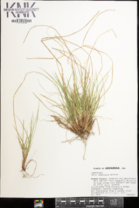 Carex umbellata image