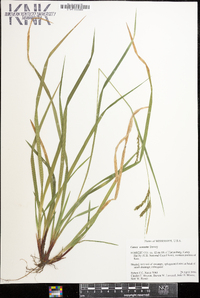 Carex venusta image