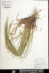 Carex virescens image