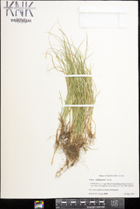 Carex willdenowii image