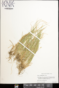 Carex willdenowii image